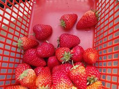 -喜杨洋草莓采摘园