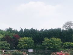 -嘉定紫藤园