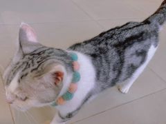 -怪兽屋·羊驼·猫咖·狗咖(俊华广场店)