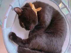 -猫在这儿猫咪咖啡馆·撸猫馆
