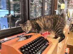 -猫的天空之城概念书店(杭州南宋御街店)