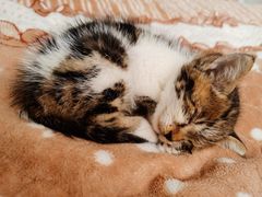 -艾贝尔宠物诊疗