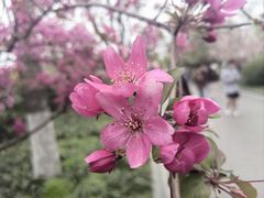 -莫愁湖公园