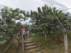 -樱桃山旅游景区