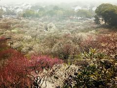 -香雪海