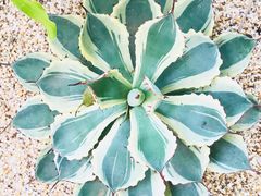 -manabe (共和新路店)