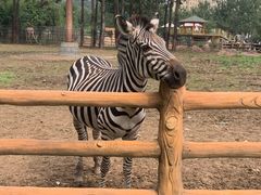 -大连森林动物园