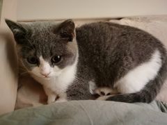 -lincat·猫舍(广州店)