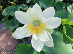 -莲花池公园