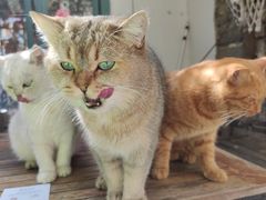-喵屿·大理花园猫咖