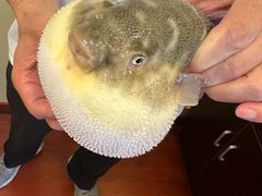 -长顺河豚馆(江洲东路)