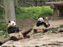 -都江堰中华大熊猫苑