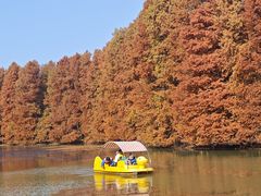 -上海海湾国家森林公园