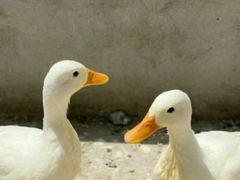 -前小桔亲子创意农场·草莓采摘·露营烧烤