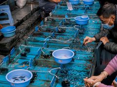 -清平路水族市场