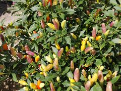 -北万新包子店(淮海店)