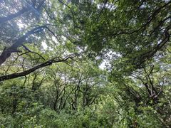 -黄埔油麻山森林公园