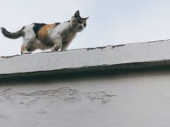 -陈记卤煮小肠