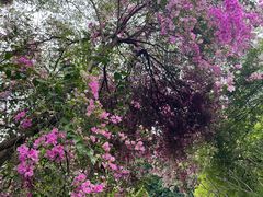 -深圳国际园林花卉博览园