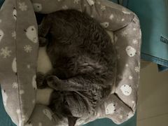 -瑞鹏宠物医院·骨科·猫科·内科(第一中心)