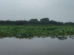 -荷塘月色湿地公园·向阳花洲