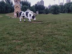 -长白岛森林公园