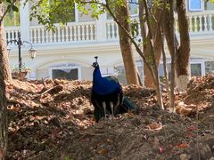 -J Create城市露营咖啡·简餐·宠物(上海动物园店)