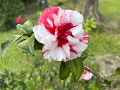 -中国科学院华南植物园