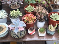 -秦美花卉(天朗·莱茵小城2期店)