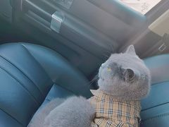 -猫大福·Fortune Cat猫舍(百子湾店)