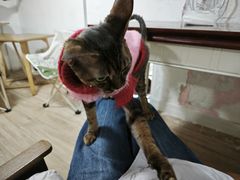 -李小姐の猫咖啡馆(五角场店)