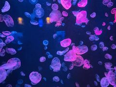 -太平洋海底世界