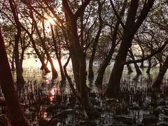 -宝安西湾红树林湿地公园