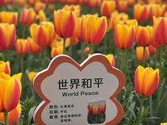 -荷兰花海