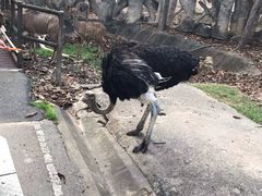 -清迈夜间动物园