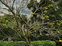 -狐尾山公园
