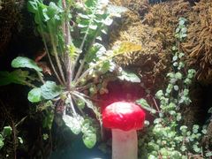 -野菌皇海景野生菌火锅(滨海大道店)