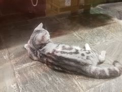 -猫咪博物馆(顶澳仔猫街店)