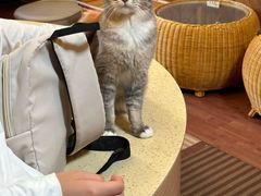 -MOCHA明星猫咖(田子坊店)
