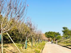 -天适樱花悠乐园