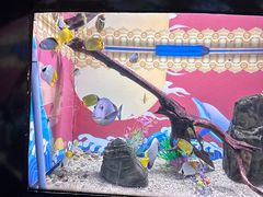 -烟台海昌鲸鲨海洋公园