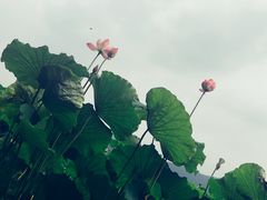 -西湖外事游船(花港观鱼码头)