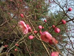 -白塘生态植物园