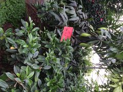 生态园-祥源·阜阳生态乐园