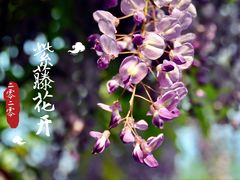 -嘉定紫藤园