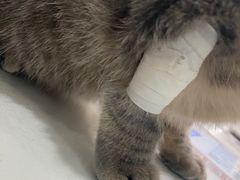 -伟伟宠物医院·CT影像中心·瑞派犬猫综合性门诊(汉口总院)