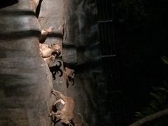清迈夜间动物园-清迈夜间动物园