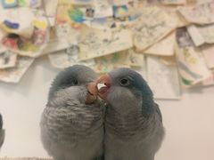 -吉丁鸟咖·异宠·寄养