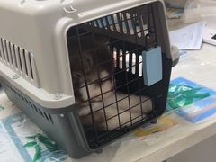 -瑞派宠物医院·24h·骨外科·皮肤科·全科宠物医疗转诊中心(沈阳浑南院)