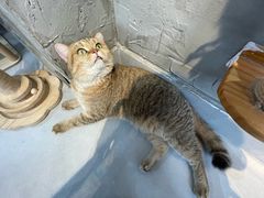 -Heymao猫咖.咖啡厅(东门店)